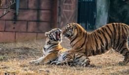 老虎视频,探索动物世界的神秘与魅力