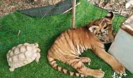 四虎小视频,网络热传短视频背后的故事与影响