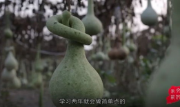 葫芦视频,揭秘奇妙的葫芦世界